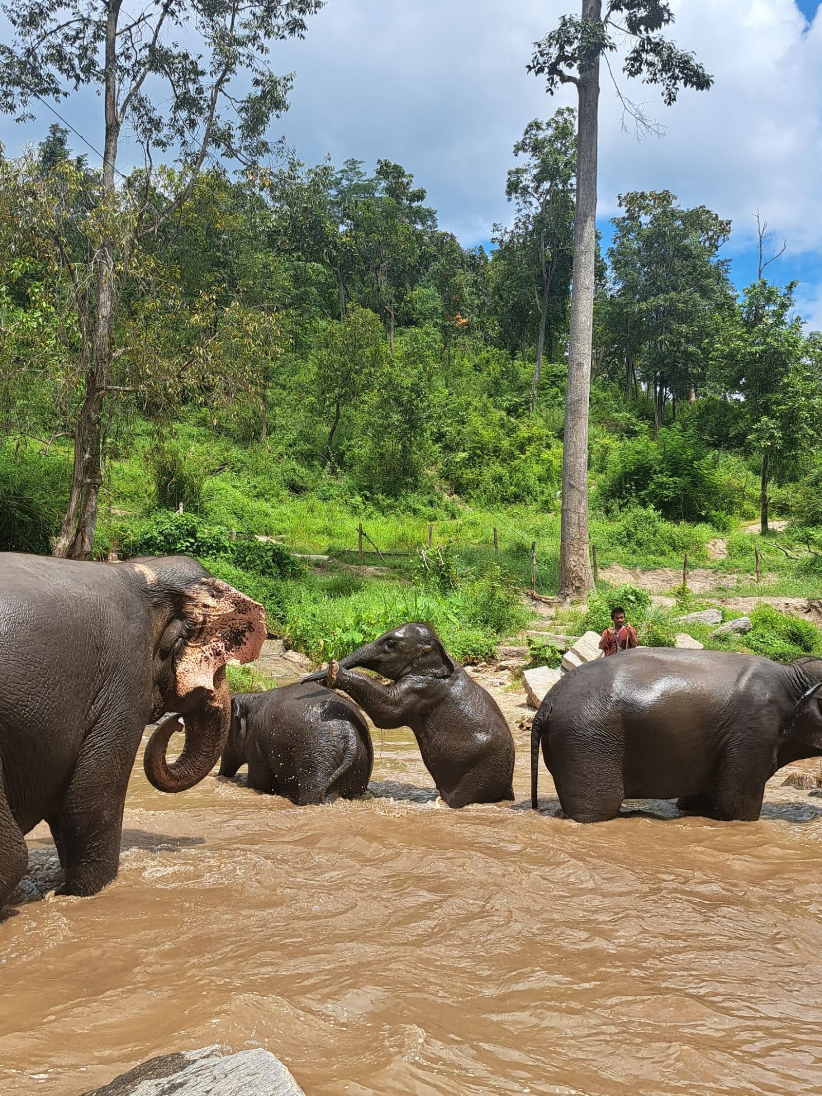 Mae Wang Full-Day Ethical Elephant Care, Waterfall & Bamboo Rafting